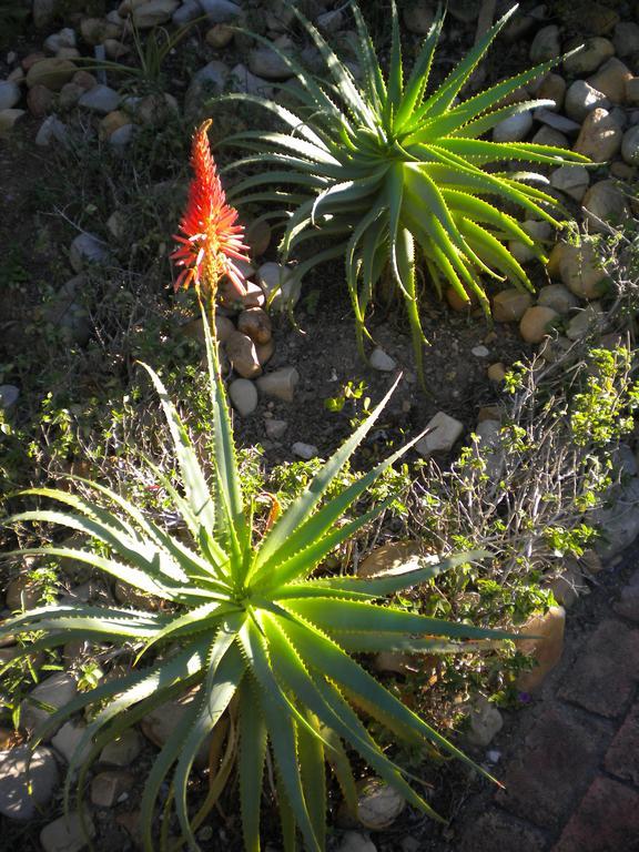 22 Julia B&B Plettenberg Bay Exterior photo